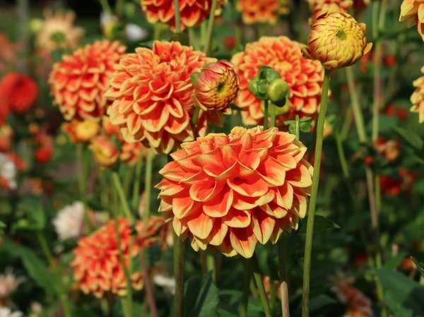 Garde-corps en inox : le choix d'un fabricant de confiance