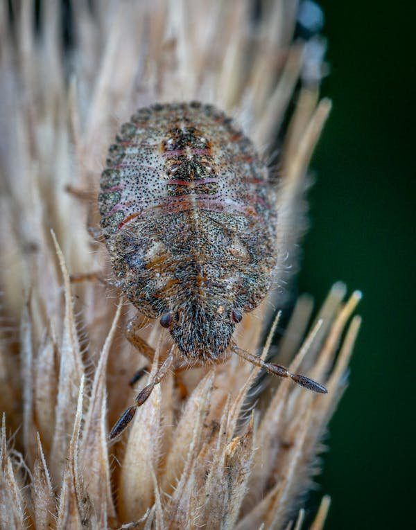 Débarrassez-vous des punaises de lit avec un spécialiste !